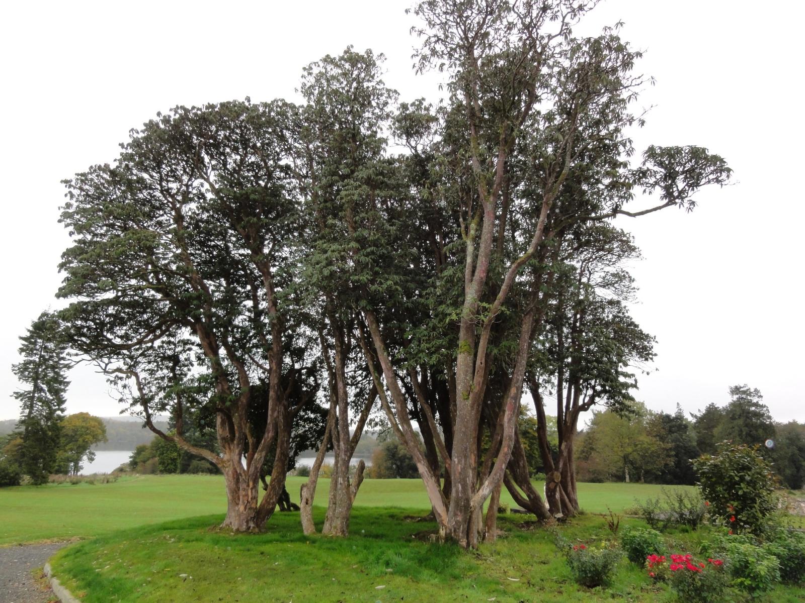 Kilronan Castle