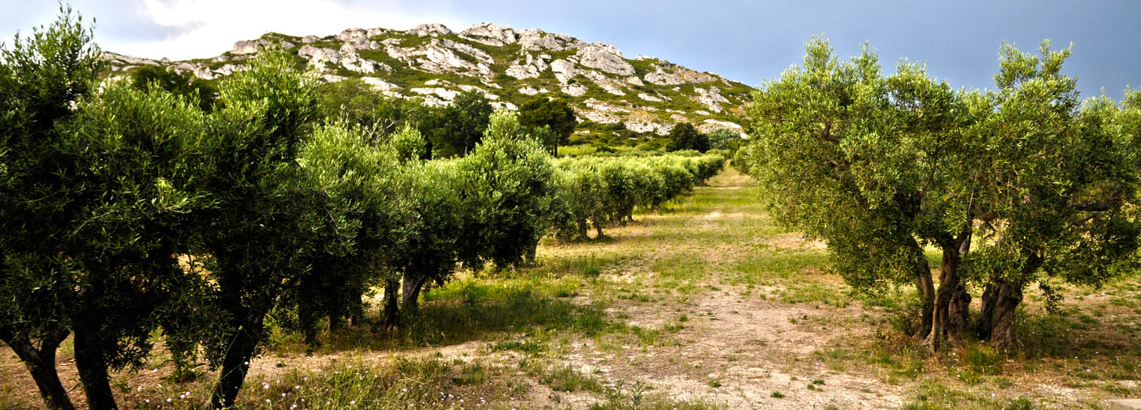 Provence (c) Hendrik Roes