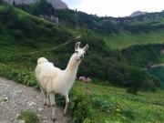 Traualpsee mit Lama