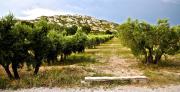 Provence - Mouriès