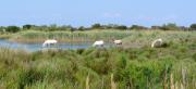 Camargue