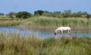 Camargue-Pferd